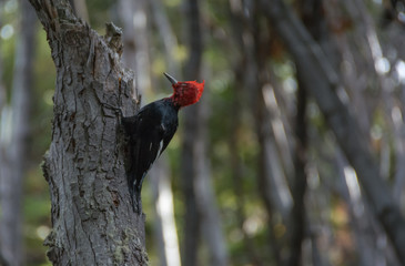 Carpintero magellánico macho
