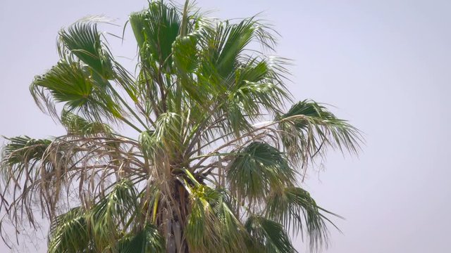 Palm trees on blue sky background.