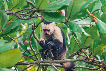 Singe
