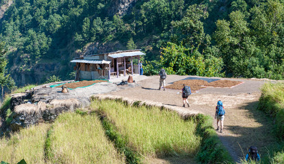A group of trekkers walks on dusty trail along side a rice terrace flowing into a Himalayan valley. Typical countryside life on Manaslu circuit, himalayas, Nepal, Gorkha. Hikers in Himalayas.