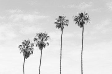 Black and white toned four tall Palm trees with sky background