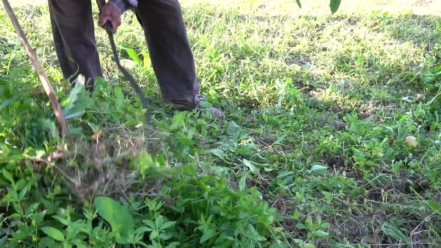 Man Farmer In Garden Cutting Weeds Oat Grass With Sickle Scythe Manual