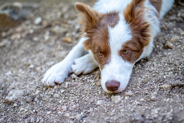 Brown border collie dog sitting on the ground