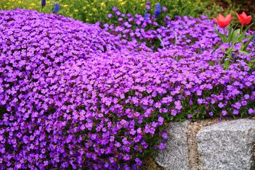 blaukissen im steingarten