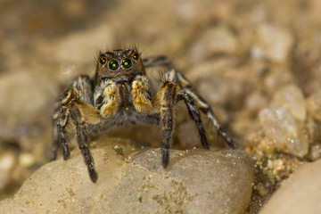 Macro closeup. Hyllus semicupreus Jumping Spider on a rock.