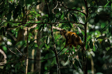 Singe