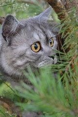 British grey cat on a summer walk with a surprised funny feeling, up a tree. kind of trecatorii looking forward. Pet care, natural food and vitamins for Pets. Fluffy treatment.