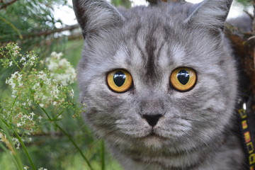 British grey cat on a summer walk with a surprised funny feeling, up a tree. Face to face, looking in front. looking at the camera. Pet care, natural food and vitamins for Pets. Fluffy treatment.