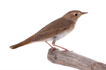 nightingale isolated on white