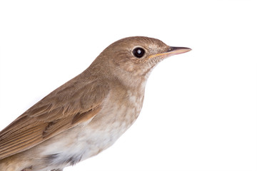 portrait nightingale isolated on white