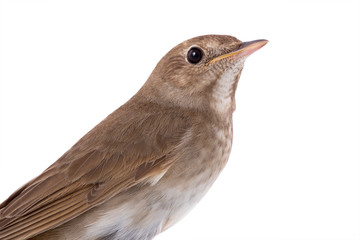 portrait nightingale isolated on white