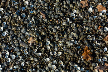 texture of stones, shells and mudd nearby a riverbed