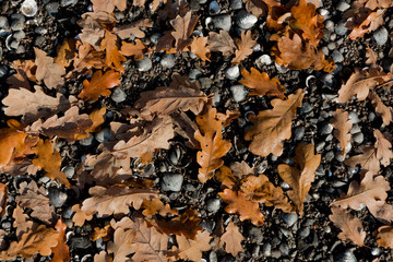autumn texture with leaves and shells