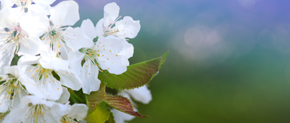 Flowers of the cherry blossoms on a spring day
