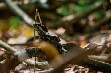 Lézard