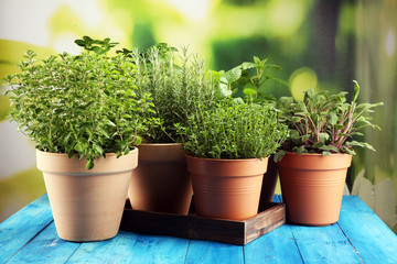 Homegrown and aromatic herbs in old clay pots on rustic background