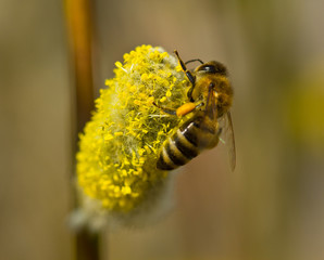 Bee collect nectar from flowering willow