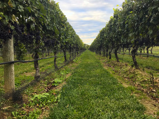 Fototapeta na wymiar Wine vineyard grapevines