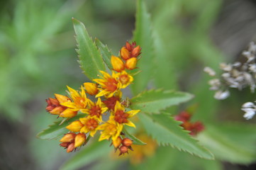 природа цветы пейзаж вид трава атмосфера