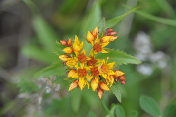 природа цветы пейзаж вид трава атмосфера