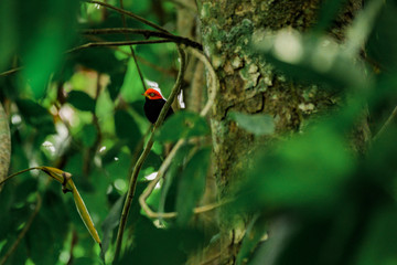 Oiseau tropical