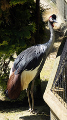 a bird in zoo © Roman Trojanowski
