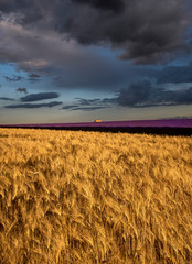 Wheat and lavender field at the time of flowering. At sunset endless rows of purple flowers and...