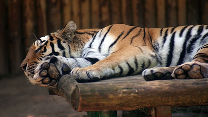 Tiger in zoo - obrazy, fototapety, plakaty