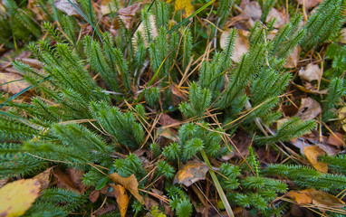autumn leaves on the grass
