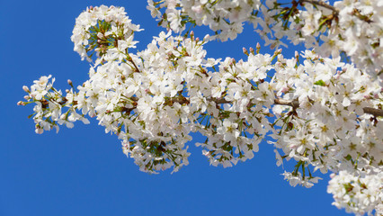 Detail einer Kirsch Blüte am Ast, in Pink, rosa, weiß, mit unscharfem Hintergrund