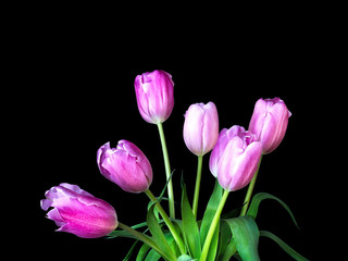 Beautiful bouquet of pink tulips, Liliaceae Lilieae tulipa, with green leaves isolated on black.