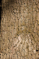 Texture écorce d'arbre 