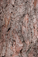 écorce d'arbre