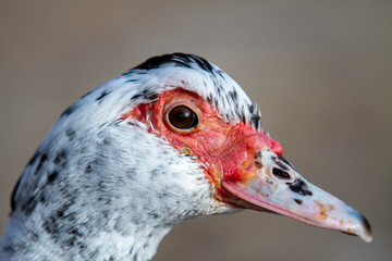 adult duck portrait, real duck face red nose duck