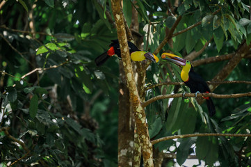 Fototapeta premium Toucan