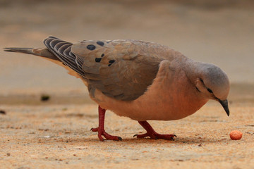 Pigeon looking for food