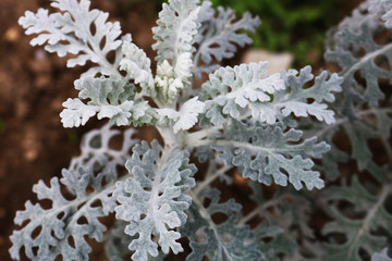 Silver grey foliage of Cineraria maritima