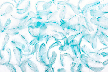 Fototapeta na wymiar pattern of blue lightweight and fluffy feathers isolated on white