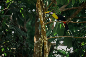 Toucan