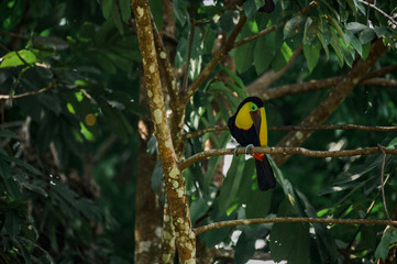 Toucan