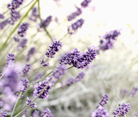 Selective and soft focus on lavender flower, beautiful flowers in flower garden