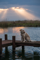 Hund im Sonnenuntergang am Steinhuder Meer