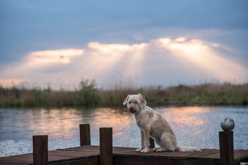 Hund auf einem Steg am Steinhuder Meer See Mischlinghündin