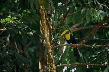 Toucan