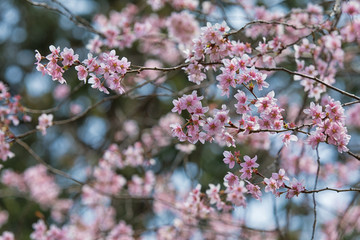 Blooming sakura tree in Japan
