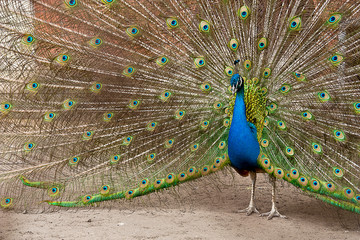 Obraz premium peacock with feathers out