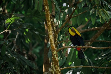 Toucan