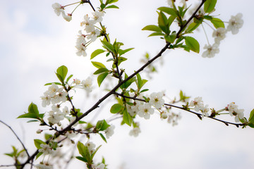 Sour cherry tree in bloom, Slovenia, spring, early in the morning