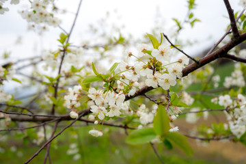 Sour cherry tree in bloom, Slovenia, spring, early in the morning