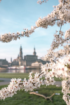 Fr&uuml;hling in Dresden